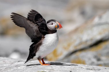 Atlantik Puffin Machias Seal Adası Maine ' 