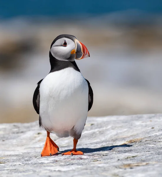 Atlantik Puffin Machias Seal Adası Maine ' 