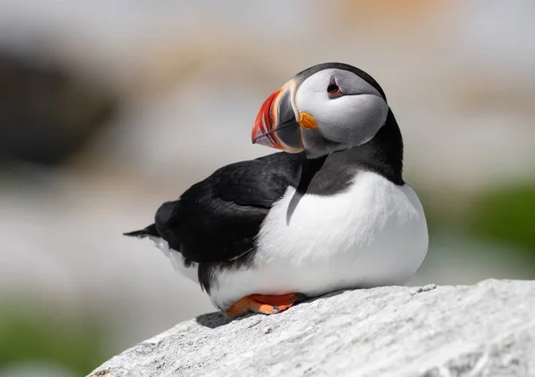Atlantik Puffin Machias Seal Adası Maine ' 