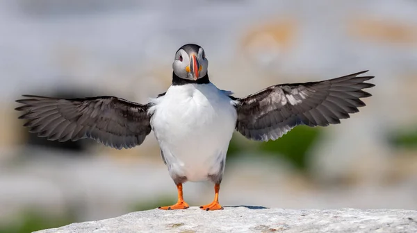 Puffin Atlantico Machias Seal Island Nel Maine — Foto Stock