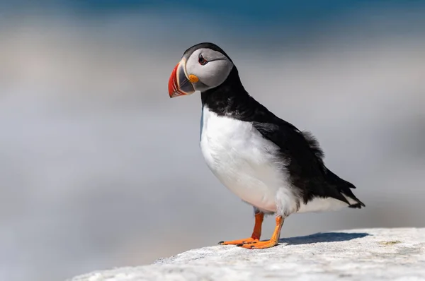 Puffin Atlántico Isla Machias Seal Maine — Foto de Stock