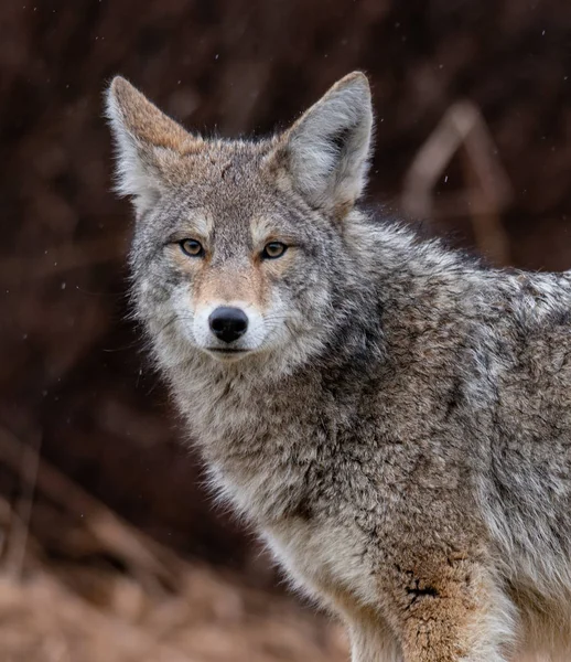 Coyote British Columbia Kanada — Zdjęcie stockowe