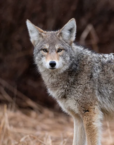 Coyote British Columbia Kanada — Zdjęcie stockowe