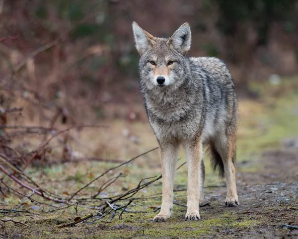 Coyote British Columbia Kanada — Zdjęcie stockowe