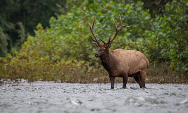 Wild Elk in Pennsylvania