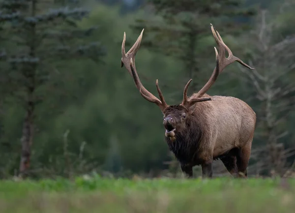 Wild Elk Pennsylvania — Stock Photo, Image