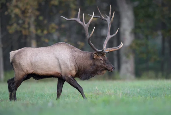 Wild Elk Western Pennsylvania — Stock Photo, Image