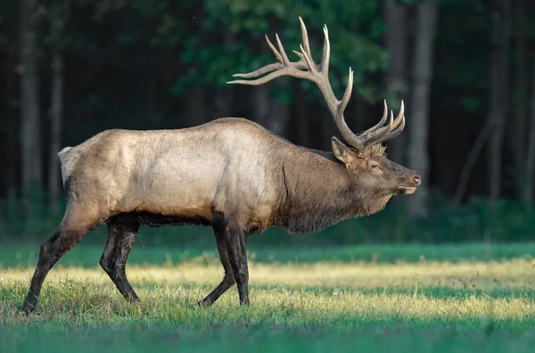 Wild Elk Western Pennsylvania — Stock Photo, Image