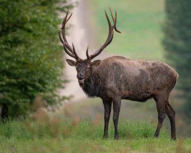 Elk kuzeybatı Pennsylvania