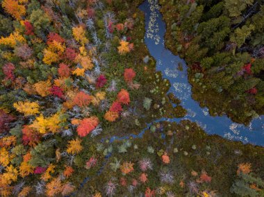 Sonbaharda yapraklar Ariel dron fotoğraf 