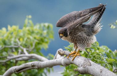 Peregrine Falcon Hudson Nehri boyunca 