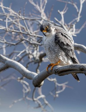 Peregrine Falcon in the cliffs along the Hudson River  clipart