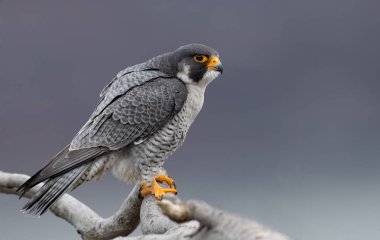 Peregrine Falcon Hudson Nehri boyunca kayalıklardan 
