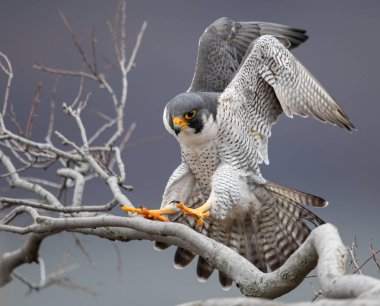 Peregrine Falcon Hudson Nehri boyunca kayalıklardan 