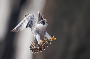 Peregrine falcon portre New Jersey 