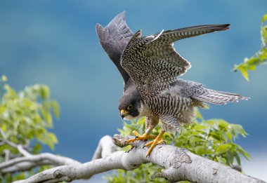 Peregrine falcon portre New Jersey 