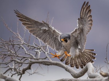 Peregrine falcon portre New Jersey 