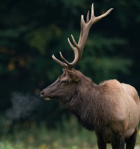 Elk Northwestern Pennsylvania — Stock Photo, Image