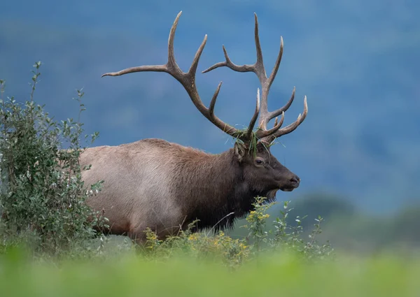 Wapiti Dans Nord Ouest Pennsylvanie — Photo