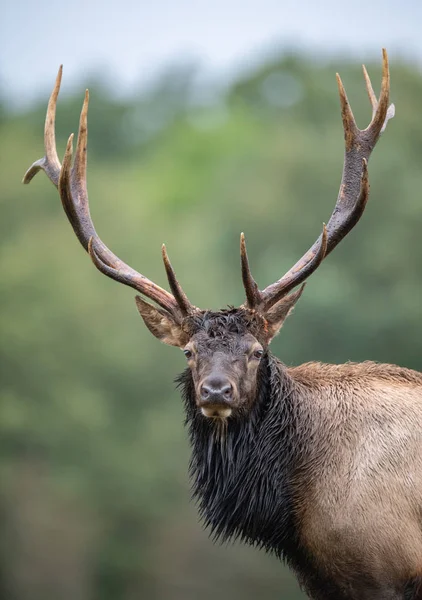 Elk Northwestern Pennsylvania — Stock Photo, Image