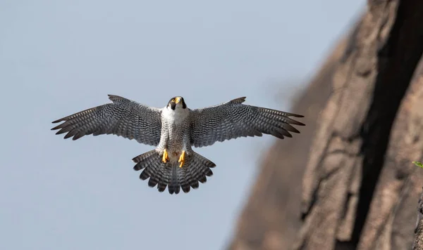 Peregrine Falcon New Jersey