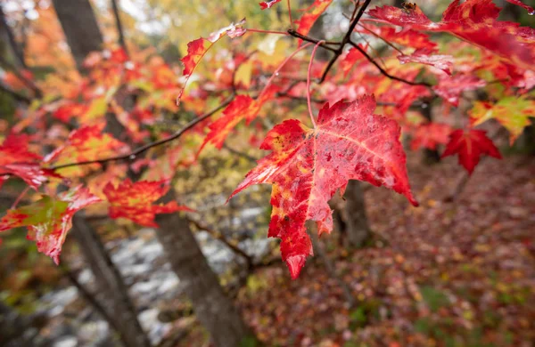 Fall Foliage in Acadia National Park, Maine