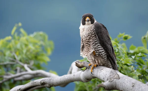 Halcón Peregrino Nueva Jersey Largo Del Río Hudson — Foto de Stock