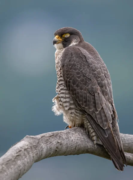 Peregrine Falcon Hudson Nehri Boyunca — Stok fotoğraf