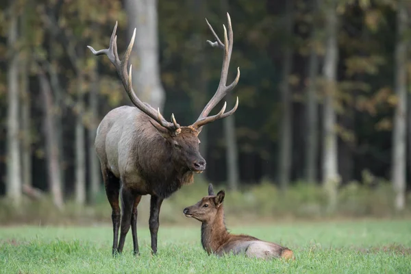 Pennsylvania vahşi geyik
