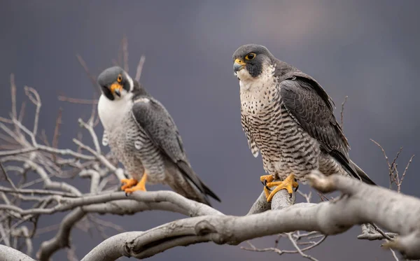 Peregrine Falcon ในหน าผาตามแม — ภาพถ่ายสต็อก