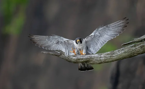 Halcón Peregrino Los Acantilados Largo Del Río Hudson — Foto de Stock