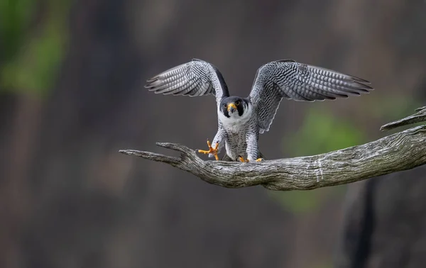 Wanderfalke Den Klippen Hudson River — Stockfoto