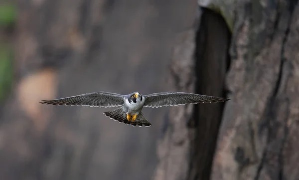 Falcão Peregrino Nas Falésias Longo Rio Hudson — Fotografia de Stock