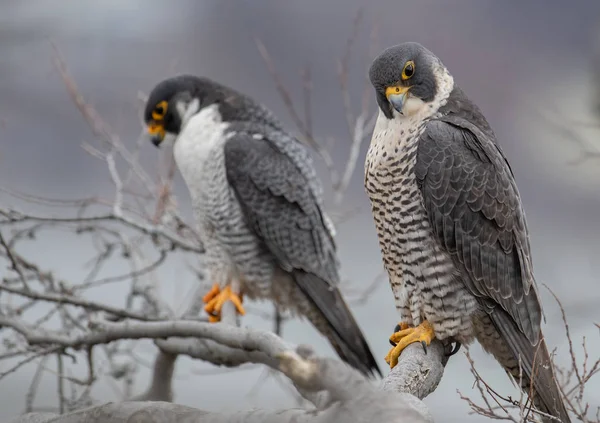 Peregrine Falcon Portrait ในน วเจอร — ภาพถ่ายสต็อก