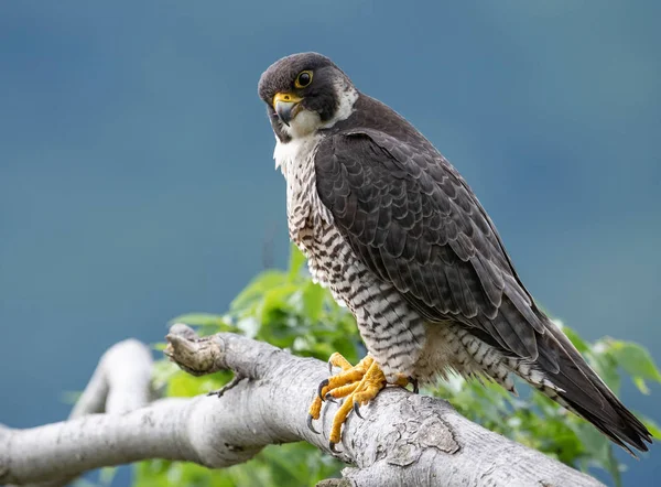 Peregrine falcon portre New Jersey 
