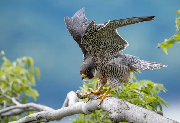 Peregrine falcon portre New Jersey 