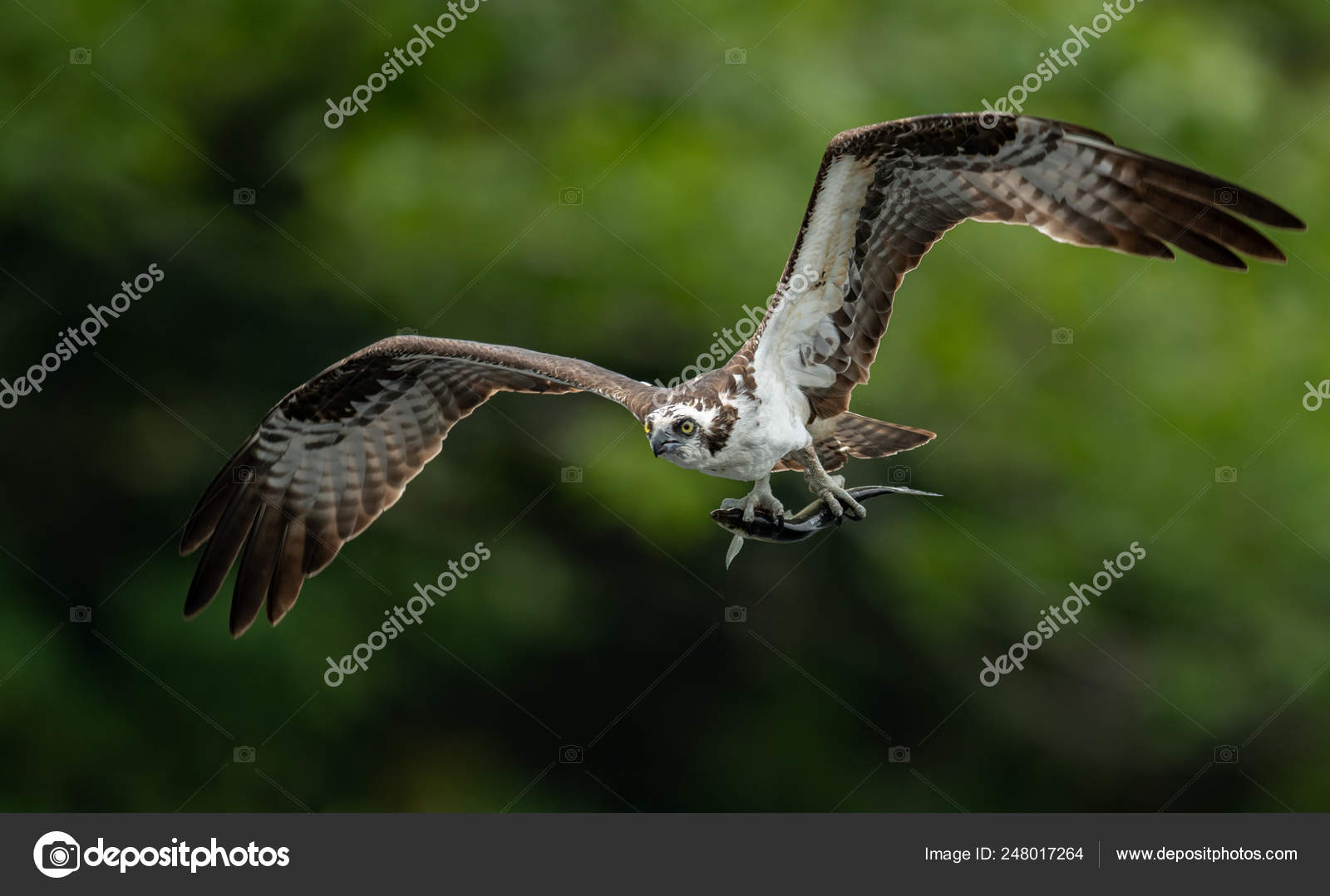 Osprey Fishing Acadia National Park Maine Stock Photo by ©Collins93