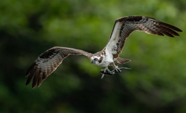 Bir sorguç balıkçılık Maine Acadia National Park yakınındaki 