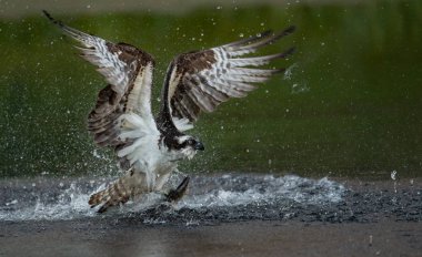 Bir sorguç balıkçılık Maine Acadia National Park yakınındaki 