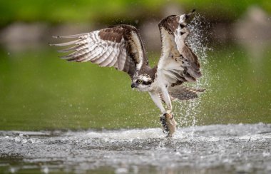 Güney Florida'daki Osprey 