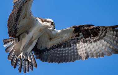 Güney Florida'daki Osprey 