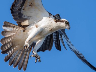 Güney Florida'daki Osprey 