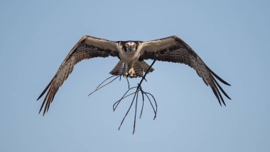 Güney Florida'daki Osprey 