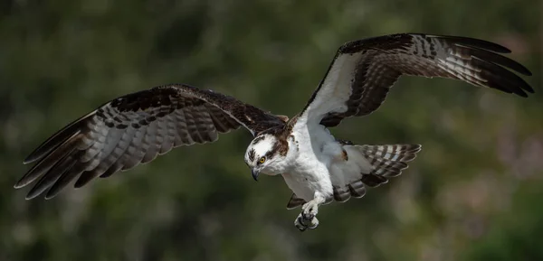 Osprey Central Florida — Fotografia de Stock