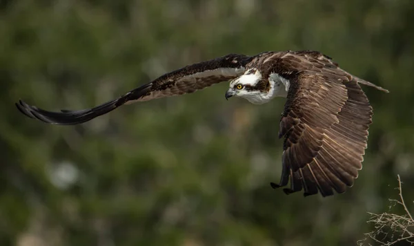 Osprey Central Florida — Fotografia de Stock