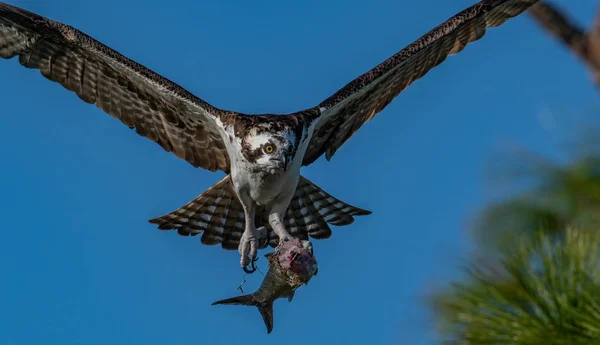 Osprey Central Florida — Fotografia de Stock