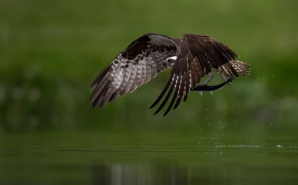 Bir sorguç balıkçılık Maine Acadia National Park yakınındaki 