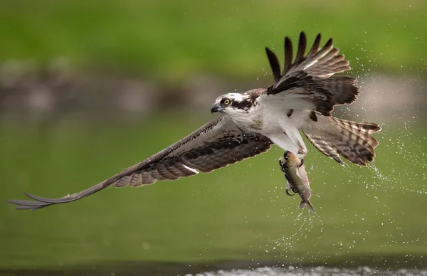 Güney Florida'daki Osprey 