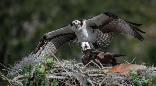 Güney Florida Daki Osprey — Stok fotoğraf