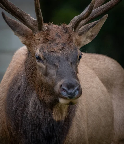 Elk Portrait Rut Autumn — Stock Photo, Image